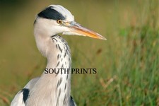 Heron At Bushy Park London