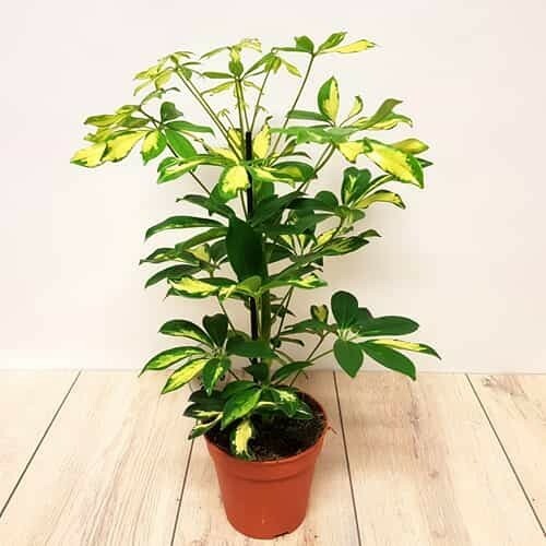 Dwarf umbrella tree - tree, /