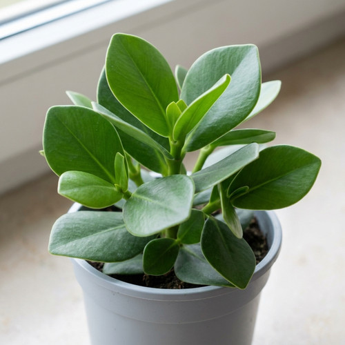 Clusia rosea autograph tree - rosea,
