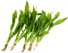 5x Amazon Sword Echinodorus Bleheri Live Aquarium Aquatic Plants Fish Tank