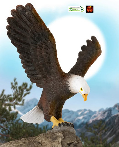 American bald eagle bird - american,