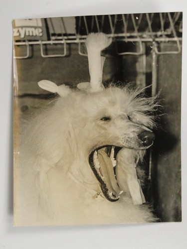 Yawning poodle desire - yawning,