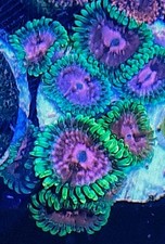 Lime Chilli zoanthid 4 Polyps
