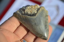 Wow genuine megalodon shark - wow,,