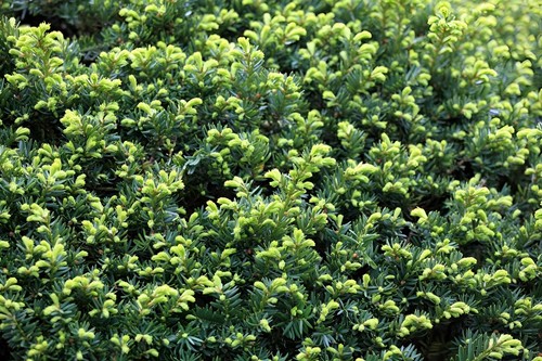 English yew taxus large - 6x,