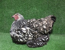 Sitting Silver Laced Wyandotte