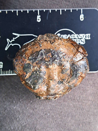 Fossil zanthopsis leachii crab - fossil,