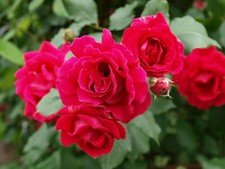 Climbing Rose - PAUL'S SCARLET