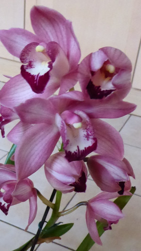 Cymbidium pink orchid - cymbidium, "pink