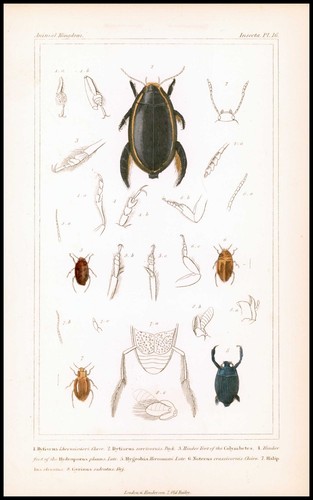 1837 insects dytiscus halip - 1837,