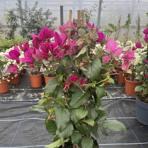Bougainvillea cerise pink - bougainvillea, cerise/pink