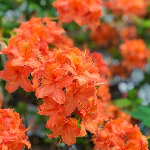 Mandarin azalea rhododendron - mandarin~azalea,