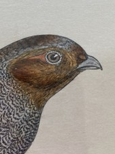 19th Century Bird Prints X 4