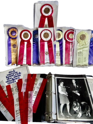 Dog show ribbon - dog,