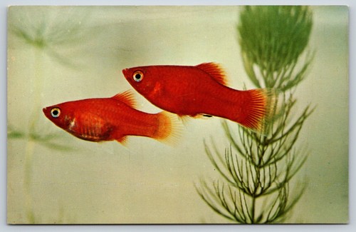 Postcard blood red - postcard,