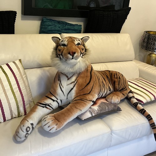 Soft tiger inlong - inlong, laying