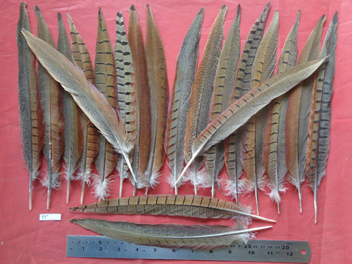 Cock pheasant tail - 20,