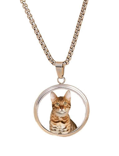 Bengal cat pet family silver - bengal,