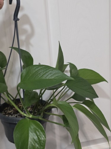 Pothos devils ivy reverted - pothos, in