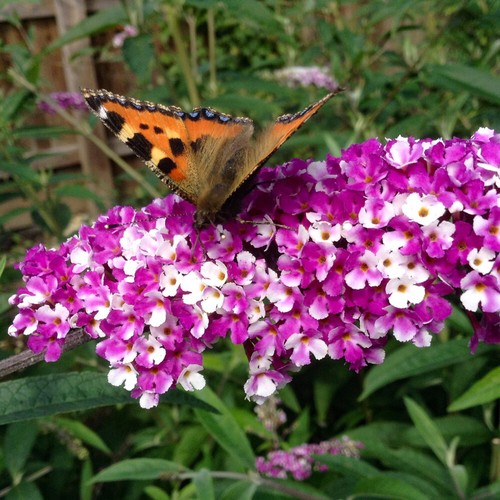 Butterfly bush plant - butterfly, buddleia