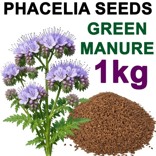 Green manure seeds phacelia - manure,