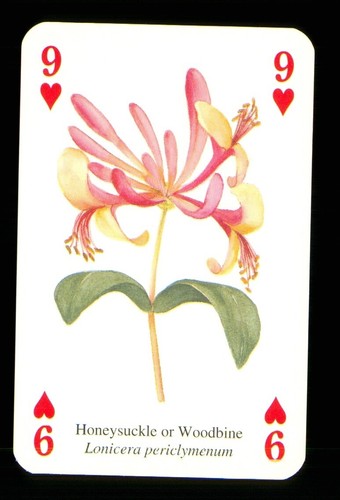Playing card wild flower - playing,