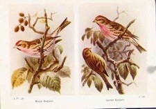 Original Old Vintage Print