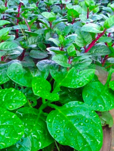 Malabar spinach red - malabar,
