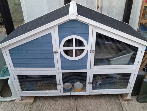 5ft rabbit guinea pig small - rabbit,