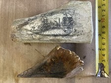 Old Bovine Scrimshaw (pair)