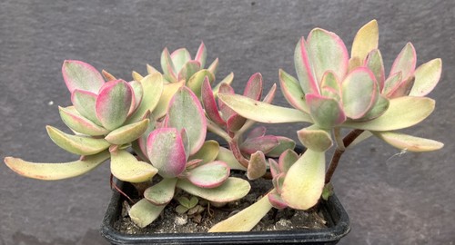 Crassula swaziensis money - crassula,