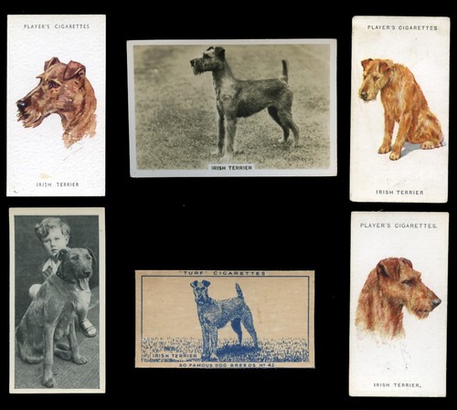 Irish terrier dog - dog, vintage