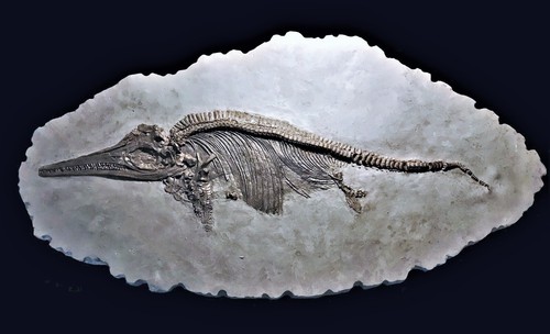Replica juvenile ichthyosaur