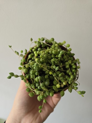 String pearls rooted plant - pearls,