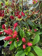 azalea japonica mixed 9cm x1