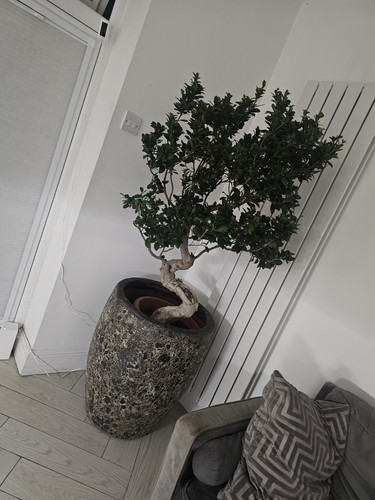 Ficus finished bonsai tree - ficus,