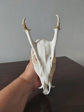 Muntjac Buck Deer Skull