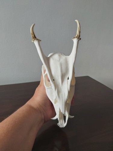 Muntjac buck deer skull - buck,
