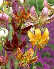 15 Mixed LILIUM MARTAGON seeds---Flower seeds--Plant seeds--Gardening--Gifts