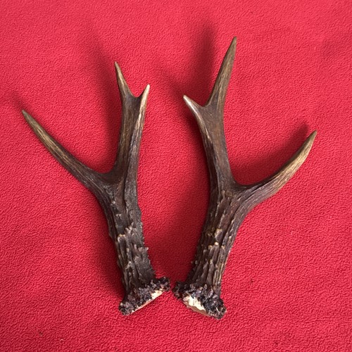 Pair roe deer antlers - of,