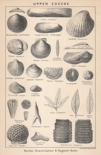 British fossils upper eocene - british,