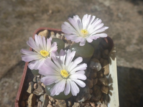 Conophytum triebneri south - conophytum,
