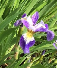 Iris versicolour cantata - versicolour,