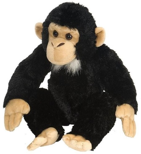 Monkey chimp wild republic - chimp,