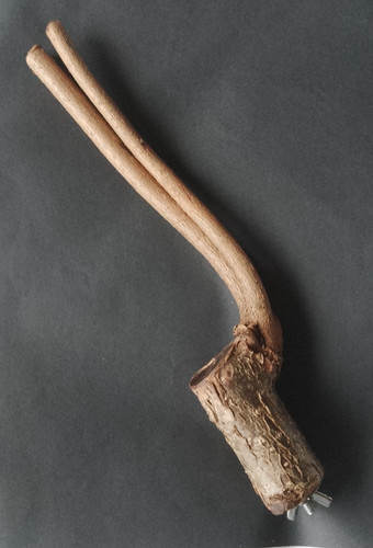Hazel wood bird branch - hazel,