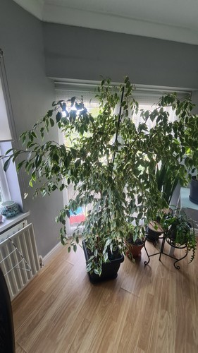 Variagated weeping fig indoor - variagated,