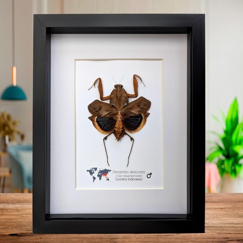 Framed dead leaf mantis