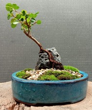 Mame Bonsai - Cotoneaster Horizontalis Root-Over-Rock Bonsai Tree
