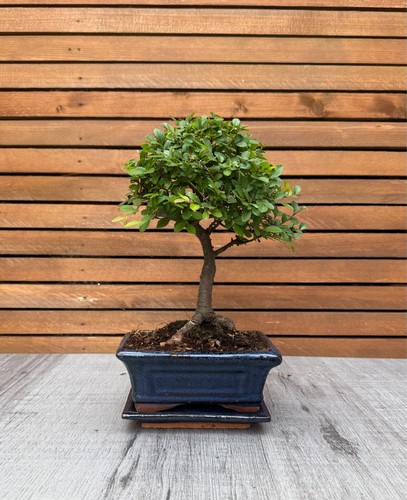 Chinese elm bonsai - bonsai, in
