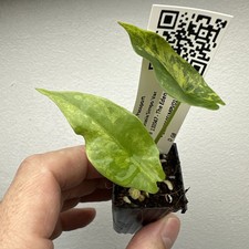 Alocasia Simpo Aurea variegata